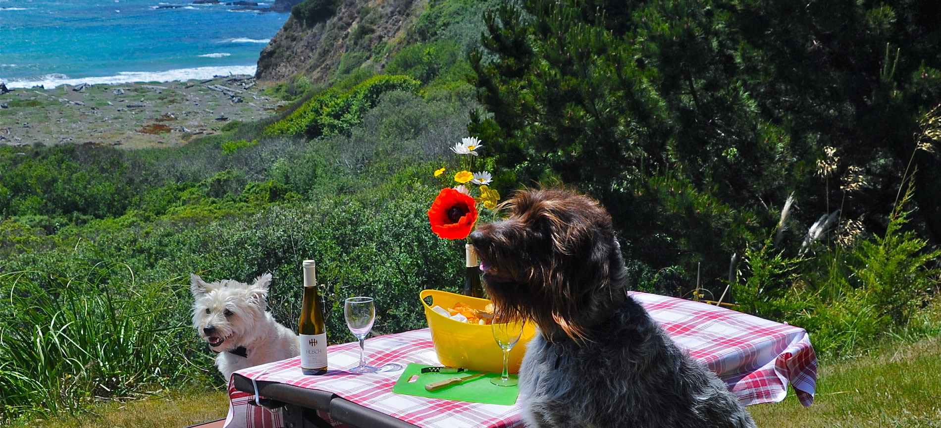 Mendocino Coast PetFriendly Oceanfront Lodging Elk Cove Inn Bed and